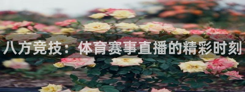 八方竞技：体育赛事直播的精彩时刻