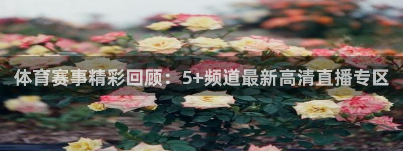 体育赛事精彩回顾：5+频道最新高清直播专区