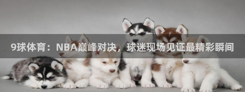 9球体育：NBA巅峰对决，球迷现场见证最精彩瞬间