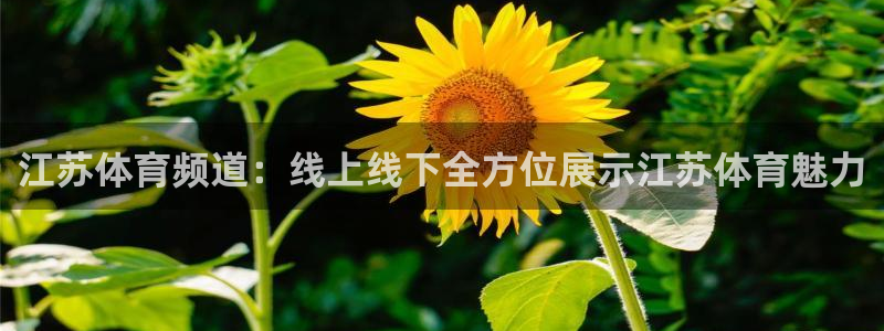 江苏体育频道：线上线下全方位展示江苏体育魅力